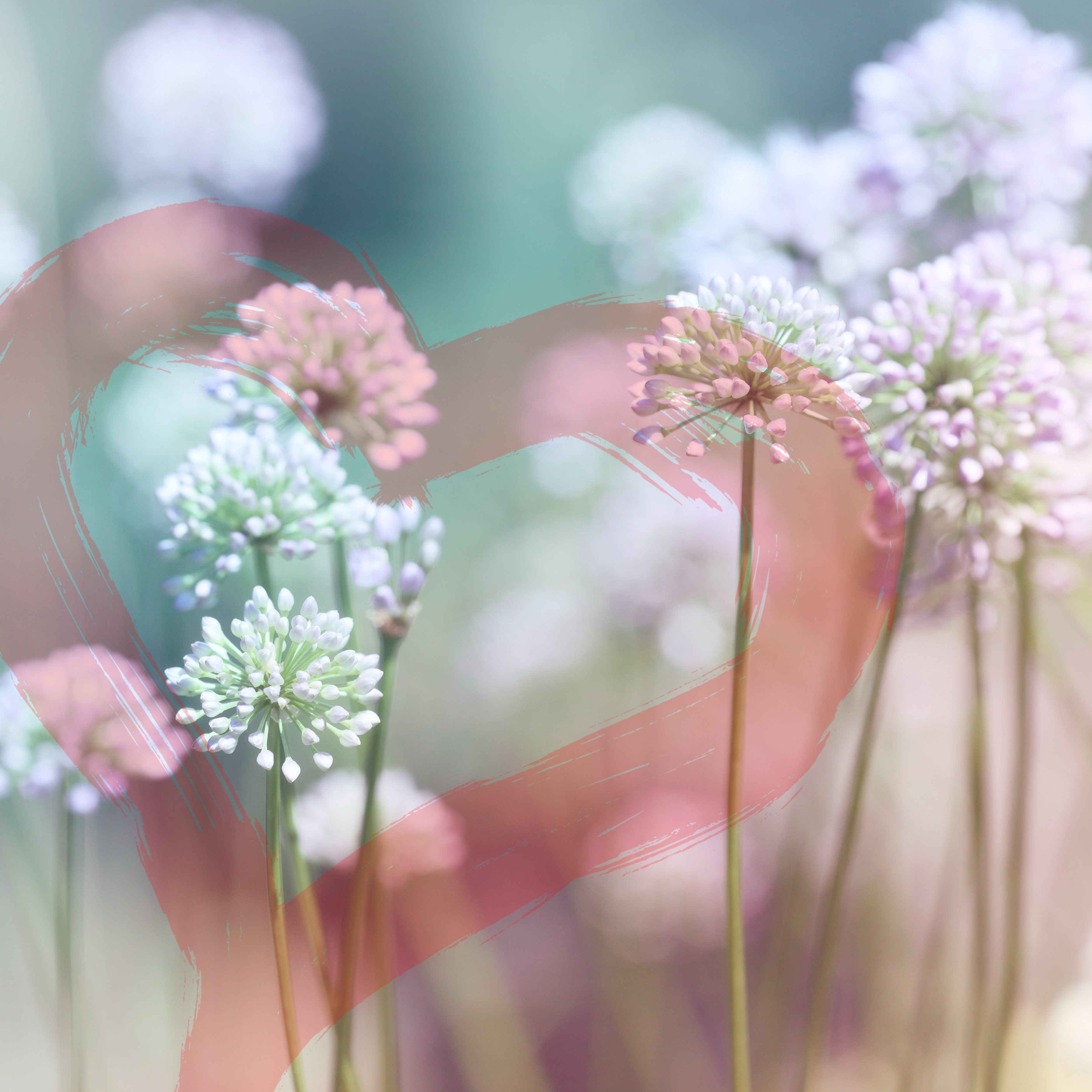 blühende Kleeblumen mit einem transparenten roten Herz unterlegt